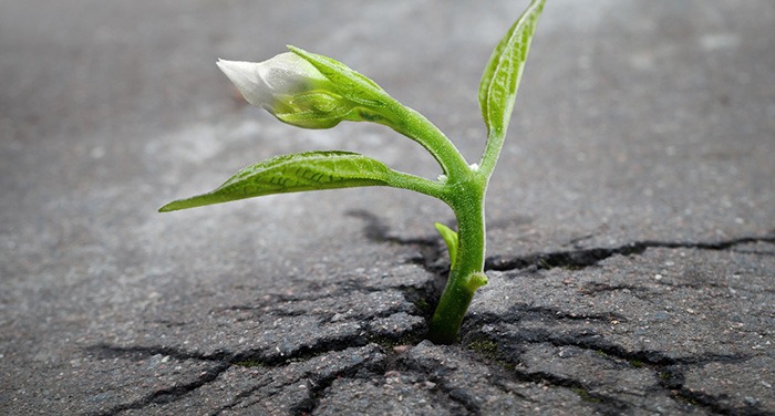 post traumatic growth