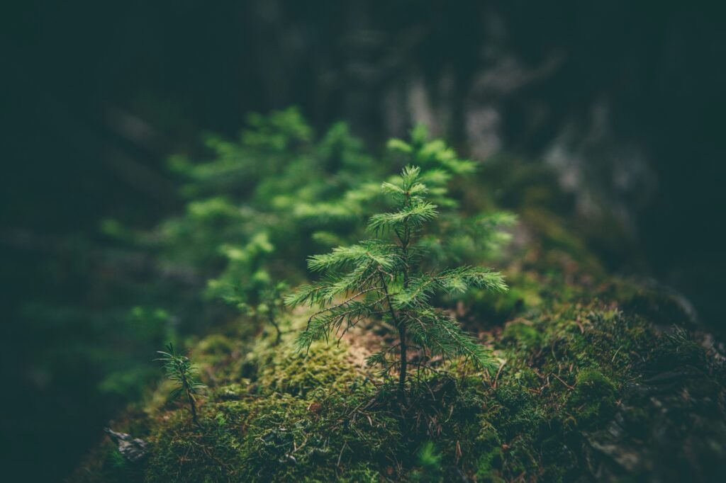 affordable therapy, affordable therapy for Iranian, therapy in Coquitlam, counselling in Vancouver, counseling for Iranian, couples therapy, stress, trauma